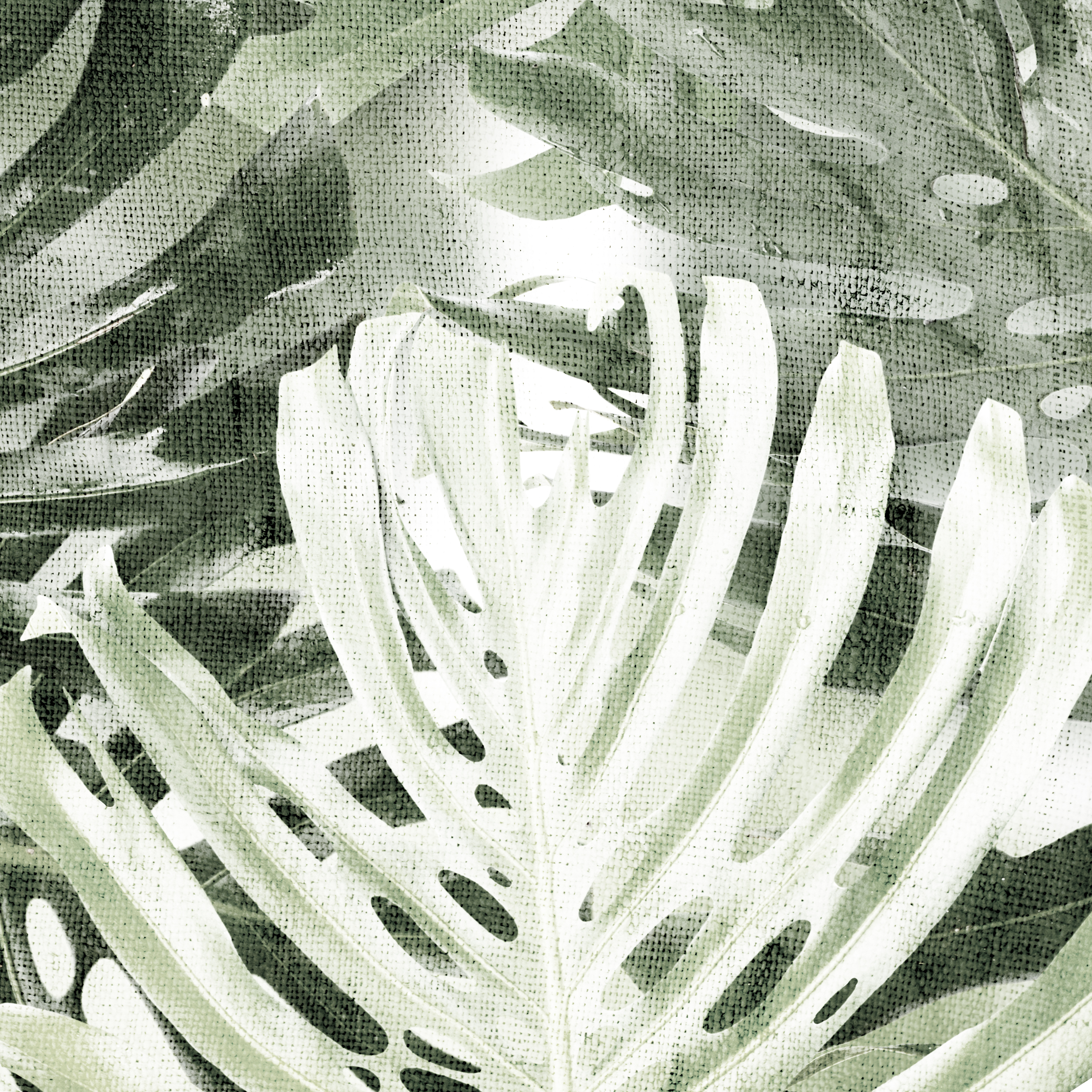 Monstera Laub Druck FINE ART Bild Poster 6er SET PRINT Monstera Laub Druck FINE ART Bild Poster 6er SET PRINT